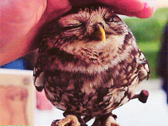 猫头鹰 手 享受 眯眼 owl