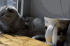 可爱  毛茸茸   搞怪  猫猫