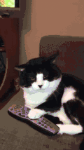 宠物 恶搞 说不给你就不给你 搞笑 gif