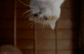 猫 喵星人 宠物 萌 可爱