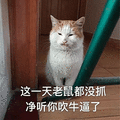 萌宠 猫咪 猫 喵星人 这一天老鼠都没抓 净听你吹牛逼了 斗图