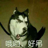狗 萌宠 斗图 汪星人 哦哟好吊 厉害
