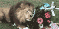 萌宠 狮子 lion