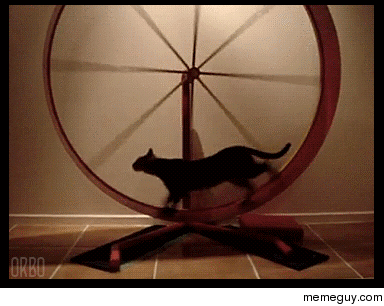 猫咪 运动 旋转 接力