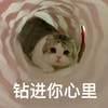 萌宠 猫星人 钻进的心里 开心 呆萌 可爱