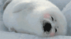 海豹