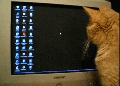 喵咪 玩耍 电脑 移动的鼠标