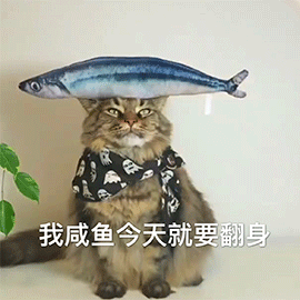 萌寵 貓咪 貓 喵星人 咸魚 咸魚翻身 搞怪