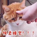 猫咪 手指 委屈 快去睡觉