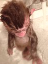 猴子 洗澡 玩耍 动物