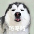 狗狗 略略略 吐舌头 可爱