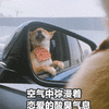 恋爱 柴犬 弥漫 七夕 搞怪 可爱