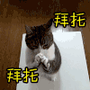 卖萌 拜托 喵星人