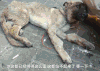 狗 汪星人 卖狗 狗肉 狗贩 动物保护协会
