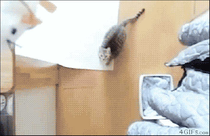 猫咪 跳 打击 高手