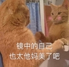 萌宠 猫星人 镜中的自己太美了吧 可爱 搞怪 呆萌