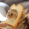 沙雕猫 猫咪 猫 可爱猫 猫表情包 猫咪表情包 小猫