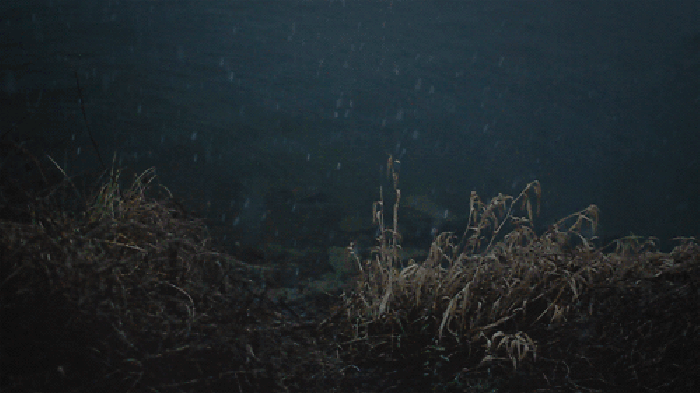 Cinemagraph 植物 星空 下雪