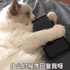 萌宠 猫咪 猫 抱手机 什么时候才回复我呀 撩