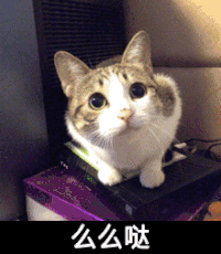 小猫 可爱 毛茸茸 么么哒