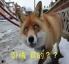 卧槽 真的 狗狗 惊呆