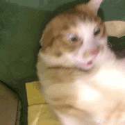 沙雕猫 猫咪 猫 可爱猫 猫表情包 猫咪表情包 小猫