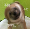 萌宠 汪星人 不要 不行 呆萌 可爱