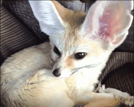 狐狸 安睡 闭眼 呆萌 舒适 大耳朵