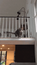 跳跃 飞猫 厉害