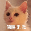 嘻嘻 刺激 猫咪