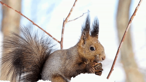 松鼠 squirrel 吃东西 冬天