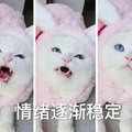 猫 情绪逐渐稳定 生气