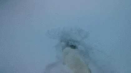 兔子 雪地 跑步 卡通 搞笑