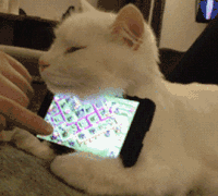 猫咪 手机 搞笑 可爱