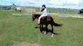 马术 Equestrianism sports 马术 跳投
