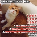 求你了 猫咪 可爱 歪头 沙发