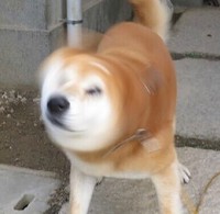 柴犬 动物 萌萌哒 摇头
