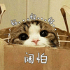 阔怕 好 猫 可爱 呆萌