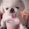 狗狗 可爱 萌宠 毛茸茸