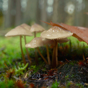 风景 蘑菇生长