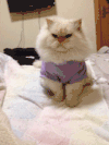 喵星人 搞笑