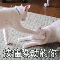 躁动 猫 搞怪 逗