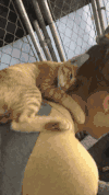 猫咪 人 抱脖子 亲密