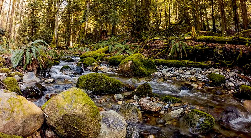 河 森林 自然 水流