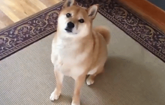 狗 逗比 萌寵 搞笑