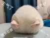 萌宠 喵星人 生气了 快安慰我 呆萌 可爱