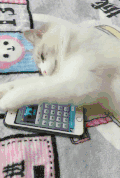 猫咪 喵星人 搞笑 可爱 淘气