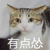 猫 怂 伤心 搞怪 逗