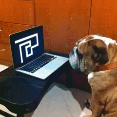 见过大世面的狗 看电脑 发呆