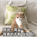 其实 不胖 真的 信吗 猫